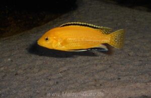 Labidochromis caeruleus 'Lion's Cove'
